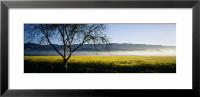 Fog Over Crops In A Field, Napa Valley, California, Usa by Panoramic Images Pricing Limited Edition Print image