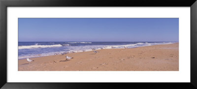 Seagulls On The Beach, Florida, Usa by Panoramic Images Pricing Limited Edition Print image