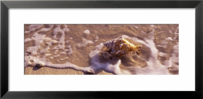 Conch Shell On The Beach, Cayman Islands by Panoramic Images Pricing Limited Edition Print image