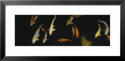 School Of Fish In An Aquarium, Japanese Koi Fish, Capitol Aquarium, Sacramento, California, Usa by Panoramic Images Pricing Limited Edition Print image