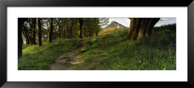 Path Running Through A Forest, Newton Wood, Yorkshire, England, United Kingdom by Panoramic Images Pricing Limited Edition Print image