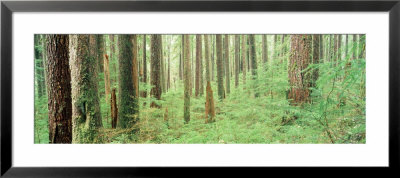 Aspen Trees, Colorado, Usa by Panoramic Images Pricing Limited Edition Print image