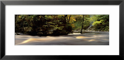River Flowing Through A Forest, West Beck, Goathland, North Yorkshire, England, United Kingdom by Panoramic Images Pricing Limited Edition Print image