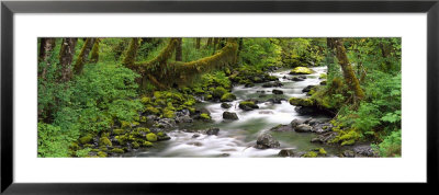 Olympic National Park, Washington State, Usa by Panoramic Images Pricing Limited Edition Print image