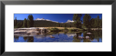 Pine Trees Near A River, Tuolumne River, Yosemite National Park, California, Usa by Panoramic Images Pricing Limited Edition Print image
