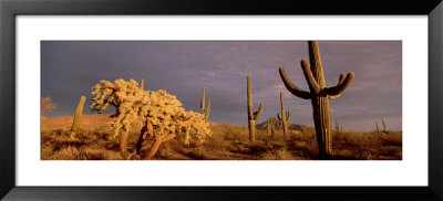 Organ Pipe Cactus National Monument, Arizona, Usa by Panoramic Images Pricing Limited Edition Print image
