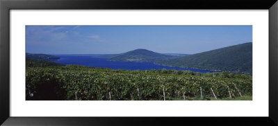 Vineyards Near A Lake, Canandaigua Lake, Finger Lakes, New York State, Usa by Panoramic Images Pricing Limited Edition Print image