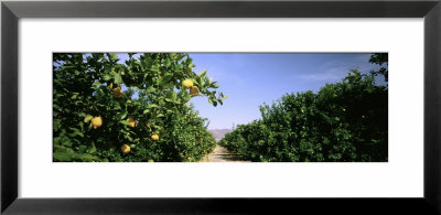 Crop Of Lemon Orchard, California, Usa by Panoramic Images Pricing Limited Edition Print image