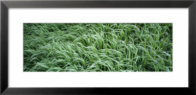 Close-Up Of Grass by Panoramic Images Pricing Limited Edition Print image