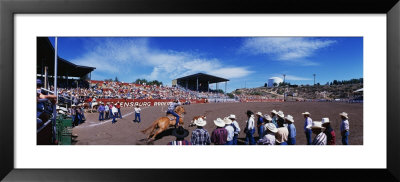 Calf Roping Event At Ellensburg Rodeo, Washington State, Usa by Panoramic Images Pricing Limited Edition Print image