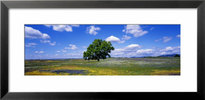 Single Tree In Field Of Wildflowers, Table Mountain, Oroville, California, Usa by Panoramic Images Pricing Limited Edition Print image