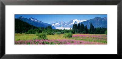 Fireweed, Mendenhall Glacier, Juneau, Alaska, Usa by Panoramic Images Pricing Limited Edition Print image