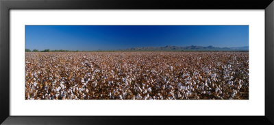 Cotton Field by Panoramic Images Pricing Limited Edition Print image