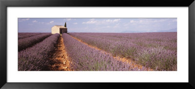 Lavender Field, Valensole Province, France by Panoramic Images Pricing Limited Edition Print image