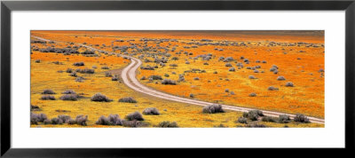 Road Through Poppy Blossoms, Goldfields, Antelope Valley, California, Usa by Panoramic Images Pricing Limited Edition Print image