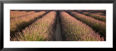 Rows Lavender Field, Pays De Sault Provence, France by Panoramic Images Pricing Limited Edition Print image