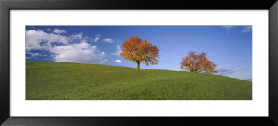 Cherry Trees On A Hill, Cantone Zug, Switzerland by Panoramic Images Pricing Limited Edition Print image