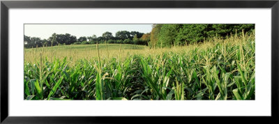Cornfield, Baltimore County, Maryland, Usa by Panoramic Images Pricing Limited Edition Print image