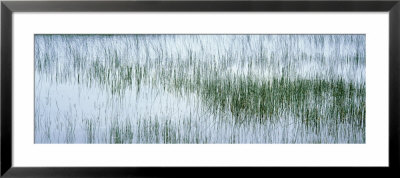 Reed Filled Pond, Isle Of Mull, Scotland, United Kingdom by Panoramic Images Pricing Limited Edition Print image