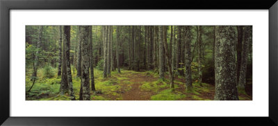 Lush Forest, Acadia National Park, Maine by Panoramic Images Pricing Limited Edition Print image