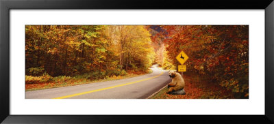 Autumn Road With Bear At Deer Crossing Sign, Vermont, Usa by Panoramic Images Pricing Limited Edition Print image