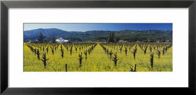 House In A Vineyard, Napa Valley, California, Usa by Panoramic Images Pricing Limited Edition Print image