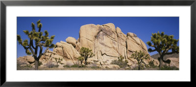 Low Angle View Of Trees And Rocks In A Park, Joshua Tree National Monument, California, Usa by Panoramic Images Pricing Limited Edition Print image