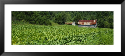 Barn In A Tobacco Field, Kentucky, Usa by Panoramic Images Pricing Limited Edition Print image