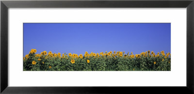 View Of Blossoms In A Sunflower Field, Marion County, Illinois, Usa by Panoramic Images Pricing Limited Edition Print image