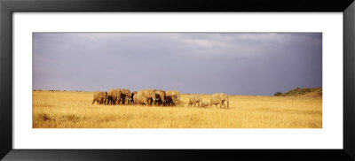 Elephant Herd, Maasai Mara Kenya by Panoramic Images Pricing Limited Edition Print image