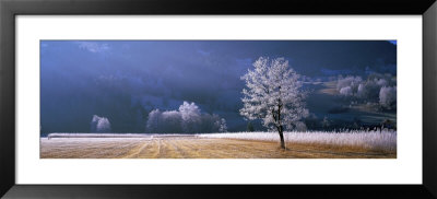 Trees With Frost, Franstanz, Tyrol, Austria by Panoramic Images Pricing Limited Edition Print image