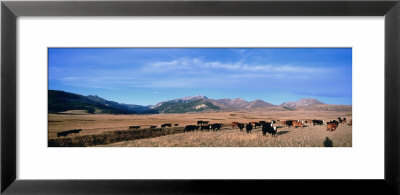 Herd Of Cattle Grazing In A Field, Steamboat Mountain, Montana, Usa by Panoramic Images Pricing Limited Edition Print image