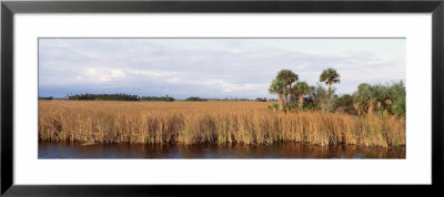 Cypress Tree, Big Cypress National Preserve, Everglades, Florida, Usa by Panoramic Images Pricing Limited Edition Print image