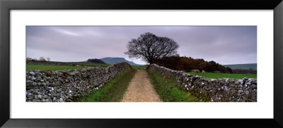 Stone Walls Along A Path, Yorkshire Dales, England, United Kingdom by Panoramic Images Pricing Limited Edition Print image