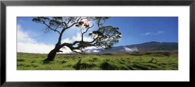 Koa Tree On A Landscape, Mauna Kea, Big Island, Hawaii, Usa by Panoramic Images Pricing Limited Edition Print image