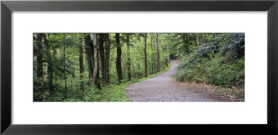 Trail, Great Smoky Mountains National Park, Tennessee, Usa by Panoramic Images Pricing Limited Edition Print image