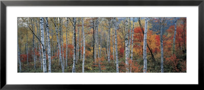 Fall Trees, Shinhodaka, Gifu, Japan by Panoramic Images Pricing Limited Edition Print image