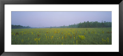Yellow Trumpet Pitcher Plants In A Field, Apalachicola National Forest, Florida, Usa by Panoramic Images Pricing Limited Edition Print image