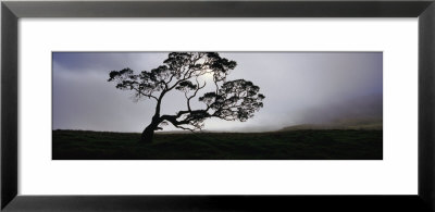 Silhouette Of A Koa Tree, Mauna Kea, Kamuela, Big Island, Hawaii, Usa by Panoramic Images Pricing Limited Edition Print image