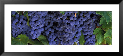 Grapes On The Vine, Napa, California, Usa by Panoramic Images Pricing Limited Edition Print image