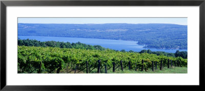 Vineyard, Finger Lakes, New York, Usa by Panoramic Images Pricing Limited Edition Print image