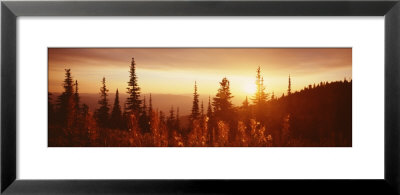 Firweed At Sunset, Whitefish, Montana, Usa by Panoramic Images Pricing Limited Edition Print image