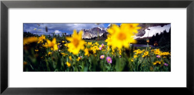 Daisies, Flowers, Field, Mountain Landscape, Snowy Mountain Range, Wyoming, Usa, United States by Panoramic Images Pricing Limited Edition Print image