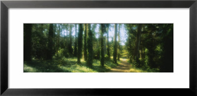 Trees In A Forest, Eucalyptus Tree, San Francisco, California, Usa by Panoramic Images Pricing Limited Edition Print image