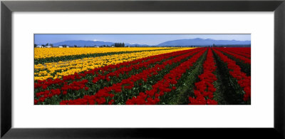 Tulip Field, Mount Vernon, Washington State, Usa by Panoramic Images Pricing Limited Edition Print image