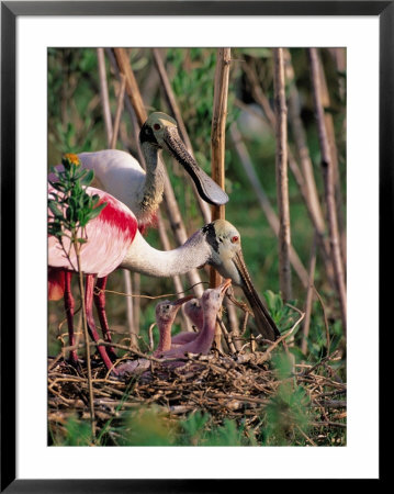 Roseate Spoonbill, Texas, Usa by Dee Ann Pederson Pricing Limited Edition Print image