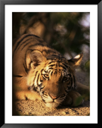 Indo Chinese Tiger Cub, Panthera Tigris Corbetti, Tiger Sanctuary For Confiscated Animals, Thailand by Lousie Murray Pricing Limited Edition Print image