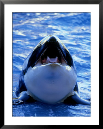 Killer Whale, Orcinus Orca Portrait by Brian Kenney Pricing Limited Edition Print image