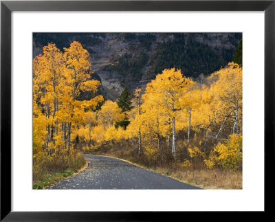 Aspen Trees On The Slopes Of Mt. Timpanogos, Wasatch-Cache National Forest, Utah, Usa by Scott T. Smith Pricing Limited Edition Print image