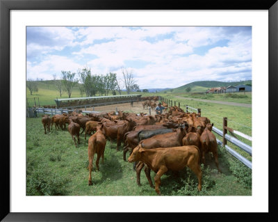 Herding Beef Cattle, Cattle Station, Queensland, Australia by Mark Mawson Pricing Limited Edition Print image